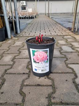 Piwonia Chińska - 'Monsieur Jules Elie' - Paeonia Lactiflora - C3HL