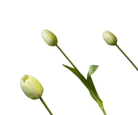 TULIPAN POJEDYNCZY GUMA 40CM - CH12520930CR