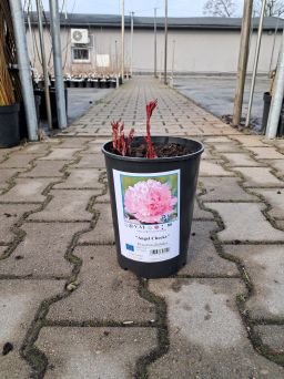 Piwonia Chińska 'Angel Cheeks' - Paeonia Lactiflora - C3HL