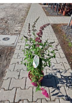Budleja Davidii ‘Miss Ruby’ – Budleja Dawida – C3
