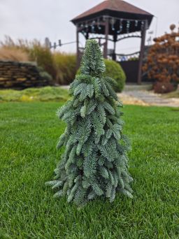 Abies Nobilis - skrzat duży