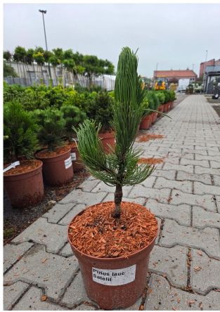 Pinus Leucodermis 'Satelit' - Sosna Bośniacka - C5