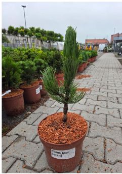 Pinus Leucodermis 'Satelit' - Sosna Bośniacka - C5