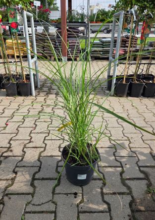 Miscanthus Siensis ‘Silberspinne’ – Miskant Chiński – C5