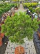 Pinus Densiflora 'Low Glow' - Sosna Gęstokwiatowa – Forma Pienna 80/100cm - C10 - 2