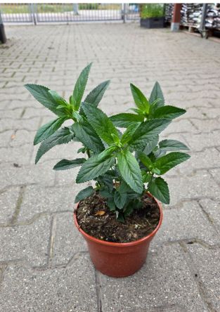 Veronica Spicata 'First Glory' - Przetacznik - C2