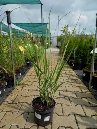 Panicum Virgatum 'Nordwind' - Proso Rózgowate - C3