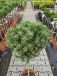 Pinus Mugo 'Benjamin' - Sosna Górska -  Forma Pienna 90/100CM - C10 - 2