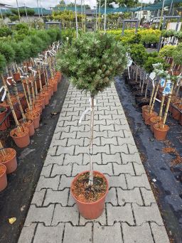 Pinus Mugo 'Benjamin' - Sosna Górska -  Forma Pienna 90/100CM - C10