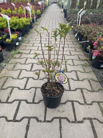 Azalea Japonica 'Elsie Lee' - Azalia Japońska - C2,5