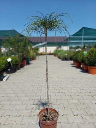 Thuja Plicata 'Whipcord' - Żywotnik Olbrzymi - Forma Pienna 60 - 100cm