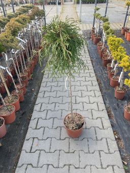 Thuja Plicata 'Keager Beauty' - Żywotnik Olbrzymi - C5 - Forma Pienna 100CM