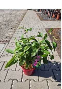 Callicarpa Bodinieri ‘Profusion’ – Pięknotka - C4