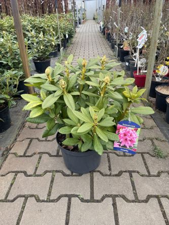 Rododendron 'Cosmopolitan' - Rododendron - C7,5