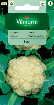 VG - KALAFIOR BORA