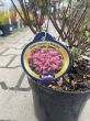 Azalea Japonica 'Rokoko' - Azalia Japońska - C2,5 - 2
