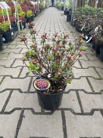 Azalea Japonica 'Rokoko' - Azalia Japońska - C2,5