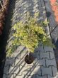 Juniperus Communis 'Goldschatz' - Jałowiec Pospolity - Forma Pienna 70/80cm - 2