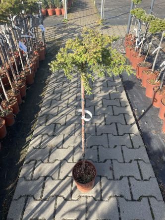 Juniperus Communis 'Goldschatz' - Jałowiec Pospolity - Forma Pienna 70/80cm