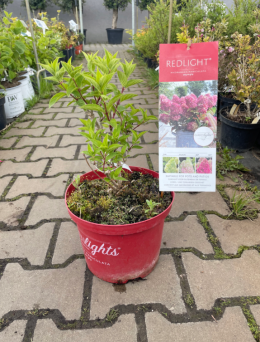 Hydrangea Paniculata ‘Redlight’ – Hortensja Bukietowa – C5