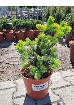 Picea Pungens 'Maigold' - Świerk Kłujący - C5