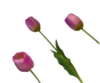 TULIPAN POJEDYNCZY GUMA 42CM - 14185PI