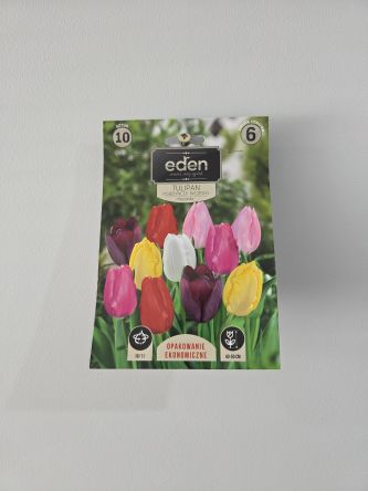 VG - TULIPAN POJEDYNCZY WCZESNY MIX