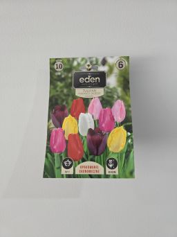 VG - TULIPAN POJEDYNCZY WCZESNY MIX