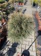 Pinus Strobus 'Sea Urchin' - Sosna Wejmutka - Forma Pienna 80CM - C5 - 2