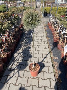 Pinus Strobus 'Sea Urchin' - Sosna Wejmutka - Forma Pienna 80CM - C5