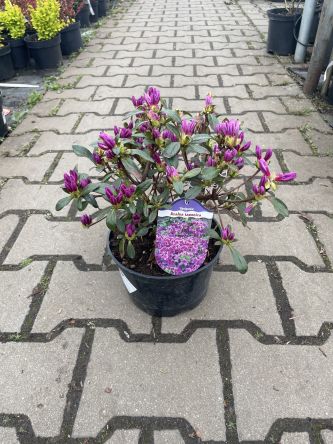 Azalea Japonica 'Konigstein' - Azalia Japońska - C2,5