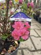 Azalea Japonica 'Petticoat' - Azalia Japońska - C2,5 - 2