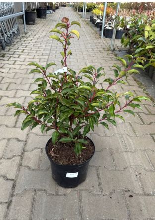 Prunus Laurocerasus ‘Brenelia’ – Laurowiśnia Wschodnia – C5