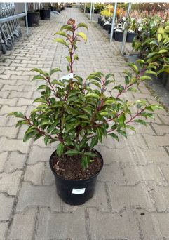 Prunus Laurocerasus ‘Brenelia’ – Laurowiśnia Wschodnia – C5