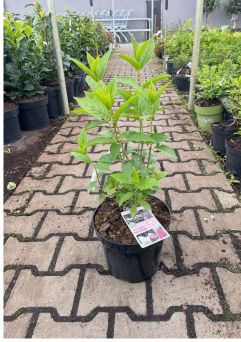 Hydrangea Paniculata ‘Living Pink & Rose’ – Hortensja Bukietowa – C5