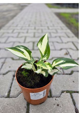 Hosta 'Fire and Ice' - Funkia - C2