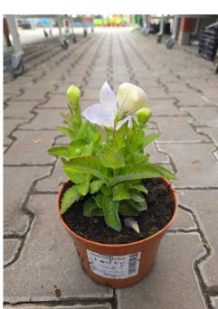 Platycodon Grandiflorum 'Astra White' - Rozwar Wielkokwiatowy - P14