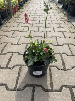 Heuchera ‘Pink Revolution’ – Żurawka – C2