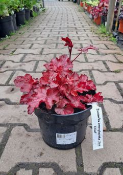 Heuchera ‘Fire Chief’ – Żurawka – C2