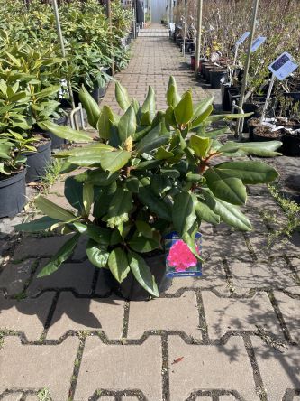 Rododendron 'Pearce American Beauty' - Rododendron - C7,5