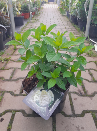 Hydrangea Paniculata ‘Mojito’ – Hortensja Bukietowa – C5