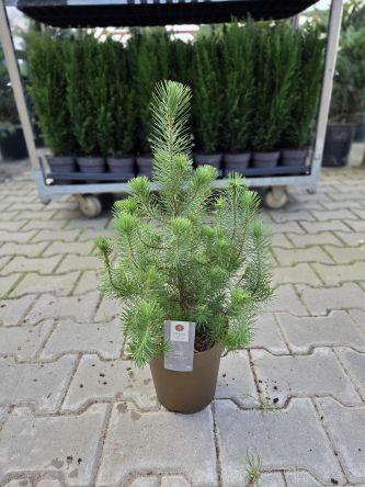 Pinus Pinea 'Silver Crest' - Sosna - C3
