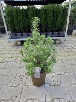 Pinus Pinea 'Silver Crest' - Sosna - C3