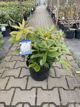 Rododendron 'Cunningham White' - Rododendron - C7,5