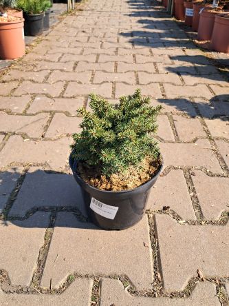 Świerk Pospolity 'Little Gem' - Picea Abies - C3