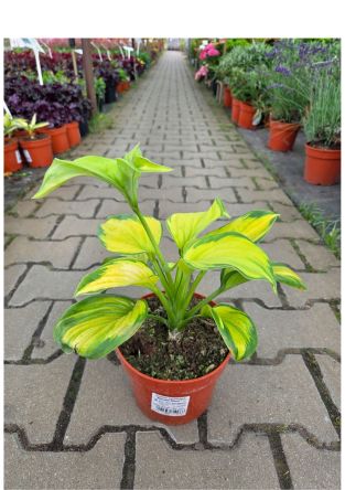 Hosta 'Stained Glass' - Funkia - C2