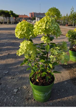 Hydrangea Paniculata ‘Greenlight’ – Hortensja Bukietowa – C5