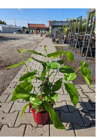 Calycanthus ‘Aphrodite’ – Kielichowiec Wonny – C4