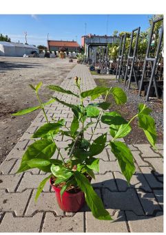 Calycanthus ‘Aphrodite’ – Kielichowiec Wonny – C4