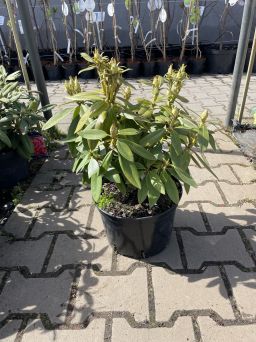 Rododendron 'Polarnacht' - Rododendron - C7,5